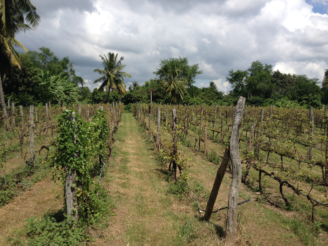 Battambang, Cambodia vineyard