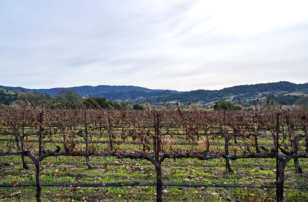 Sunstone Winery vineyards