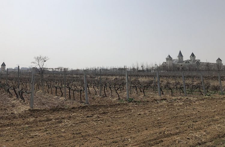 Chateau Changyu Castel Vineyards