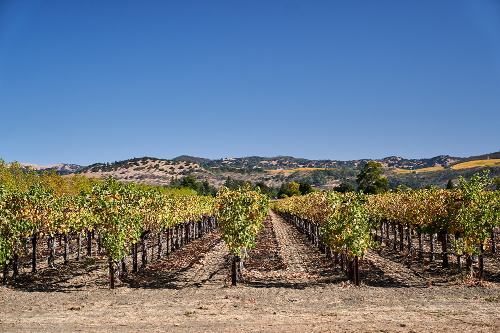 Inglenook vineyards