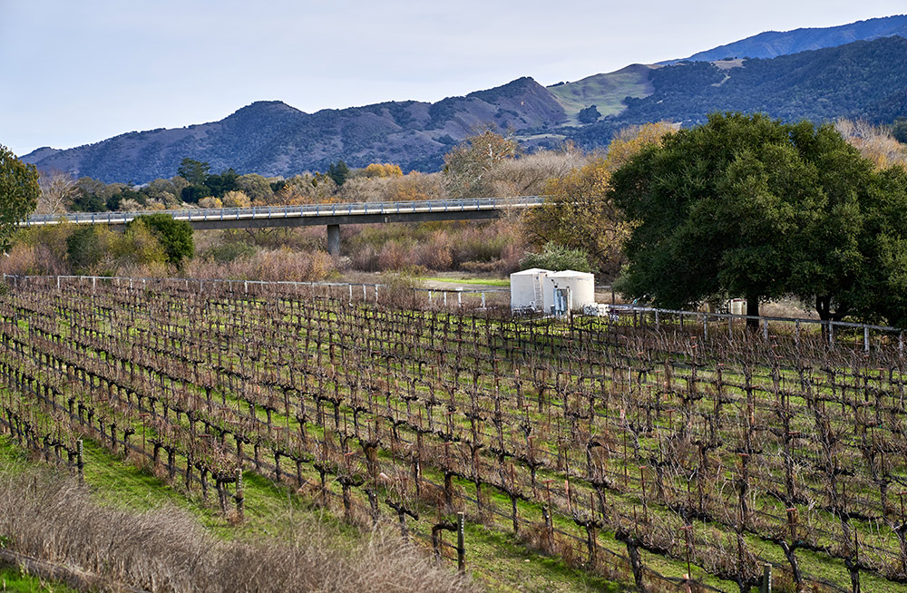 Sunstone Winery vineyards